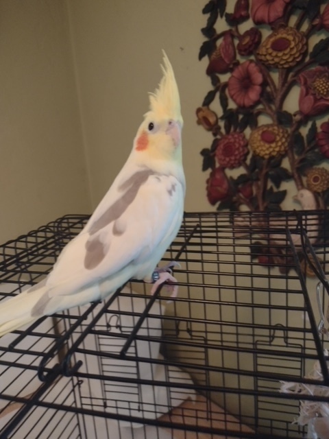 Sunny, an adoptable Cockatiel in Pittsburgh, PA_image-2