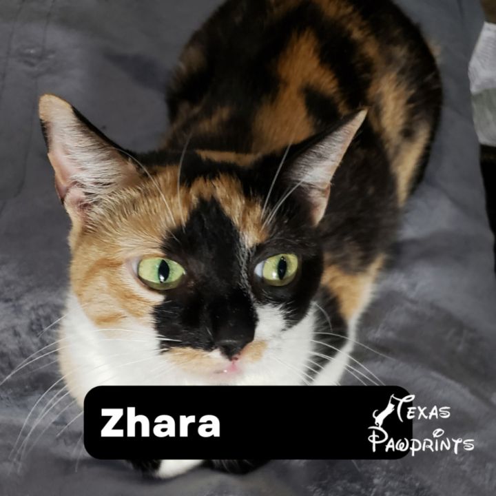 Zhara, an adoptable Calico & Domestic Short Hair Mix in Dallas, TX_image-1
