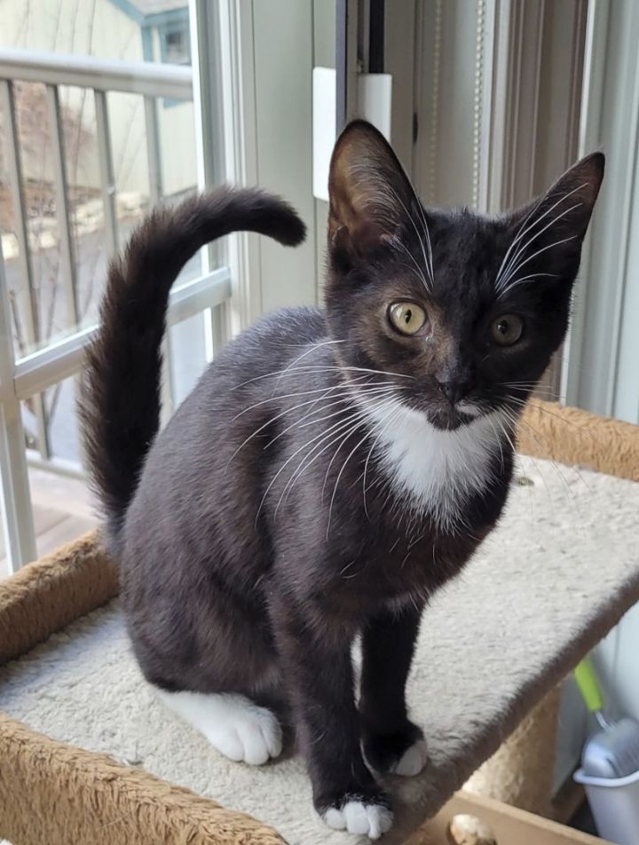 Barb(ie), an adopted Domestic Short Hair Mix in Catasauqua, PA_image-1