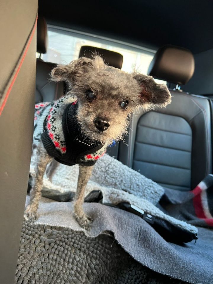 Francis, an adoptable Miniature Poodle Mix in Toronto, ON_image-2