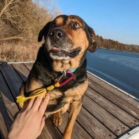Major Dog, an adoptable Rottweiler Mix in Wadena, MN_image-1