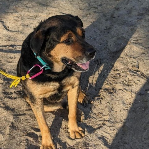 Major Dog, an adoptable Rottweiler Mix in Wadena, MN_image-5