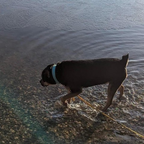 Major Dog, an adoptable Rottweiler Mix in Wadena, MN_image-6