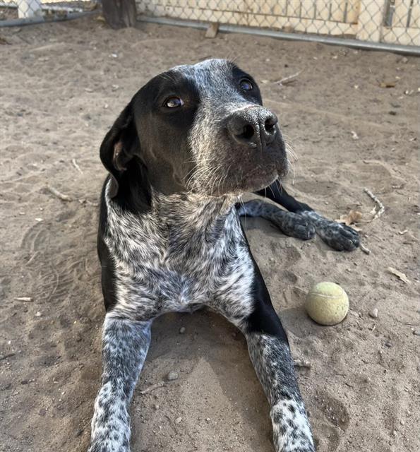 Dog for adoption GREY, a German Shorthaired Pointer & Australian