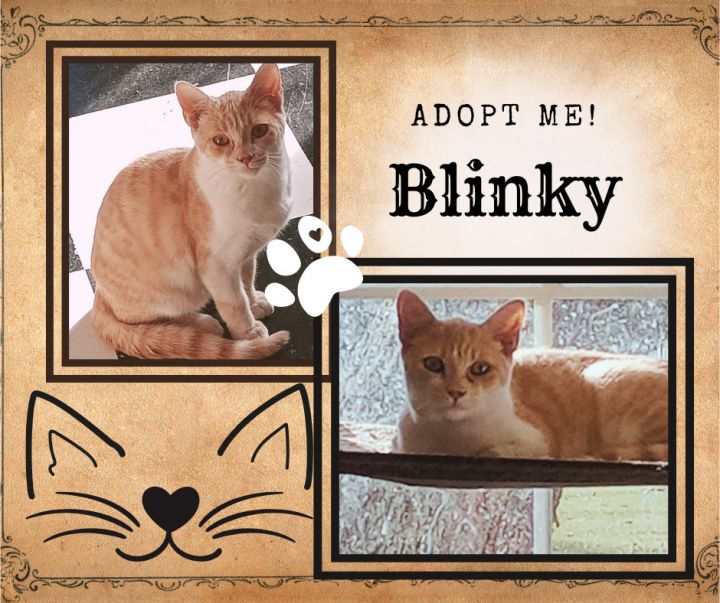 Blinky, an adoptable American Shorthair in Paris, IL_image-1