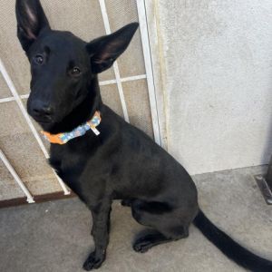 Dog for adoption - Handsome Hiro, a Klee Kai & Alaskan Malamute Mix in Long  Beach, CA