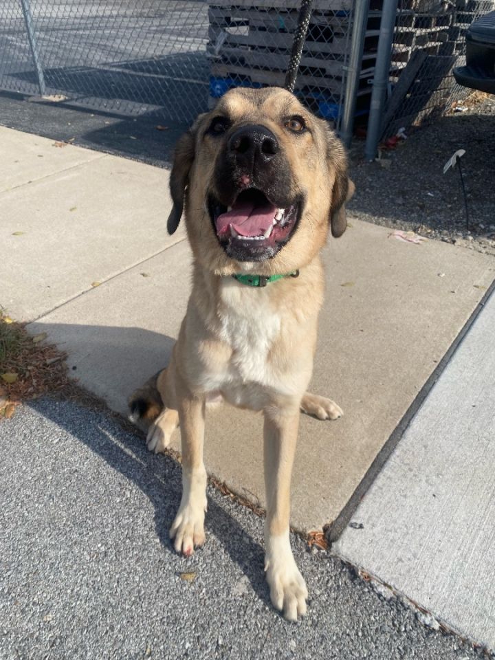 Kane, an adoptable Anatolian Shepherd in Griffith, IN_image-2