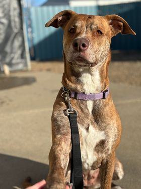 Bella, an adoptable Pit Bull Terrier Mix in Brooks, AB_image-5