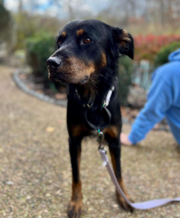 Rottweiler and best sale border collie mix