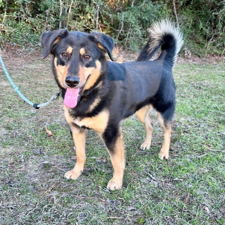 Leela, an adoptable Beauceron & Australian Shepherd Mix in Richmond, VA_image-1