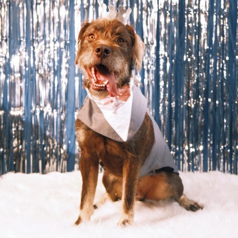 Frank-N-Furter, an adoptable Black Labrador Retriever & Schnauzer Mix in Goodlettsville, TN_image-1