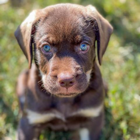 Frank-N-Furter, an adoptable Black Labrador Retriever & Schnauzer Mix in Goodlettsville, TN_image-2