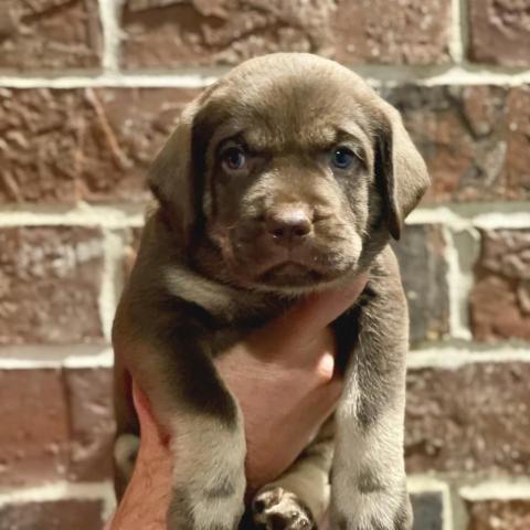 Frank-N-Furter, an adoptable Black Labrador Retriever & Schnauzer Mix in Goodlettsville, TN_image-3