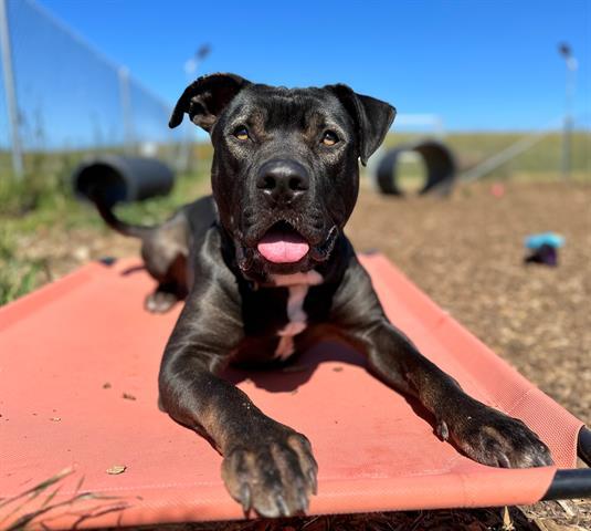 CHARLIE, an adoptable Pit Bull Terrier, German Shepherd Dog in McKinleyville, CA, 95519 | Photo Image 1