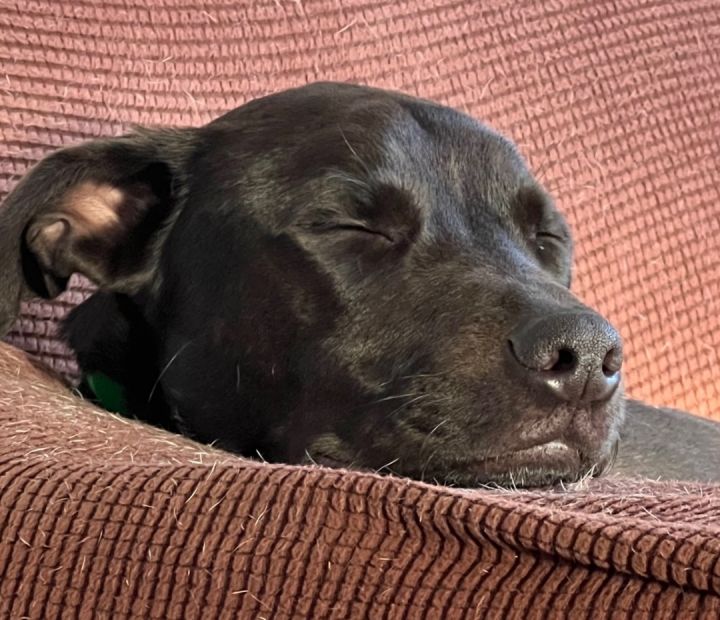 Ozzy, an adoptable Black Labrador Retriever Mix in Beaverton, OR_image-2