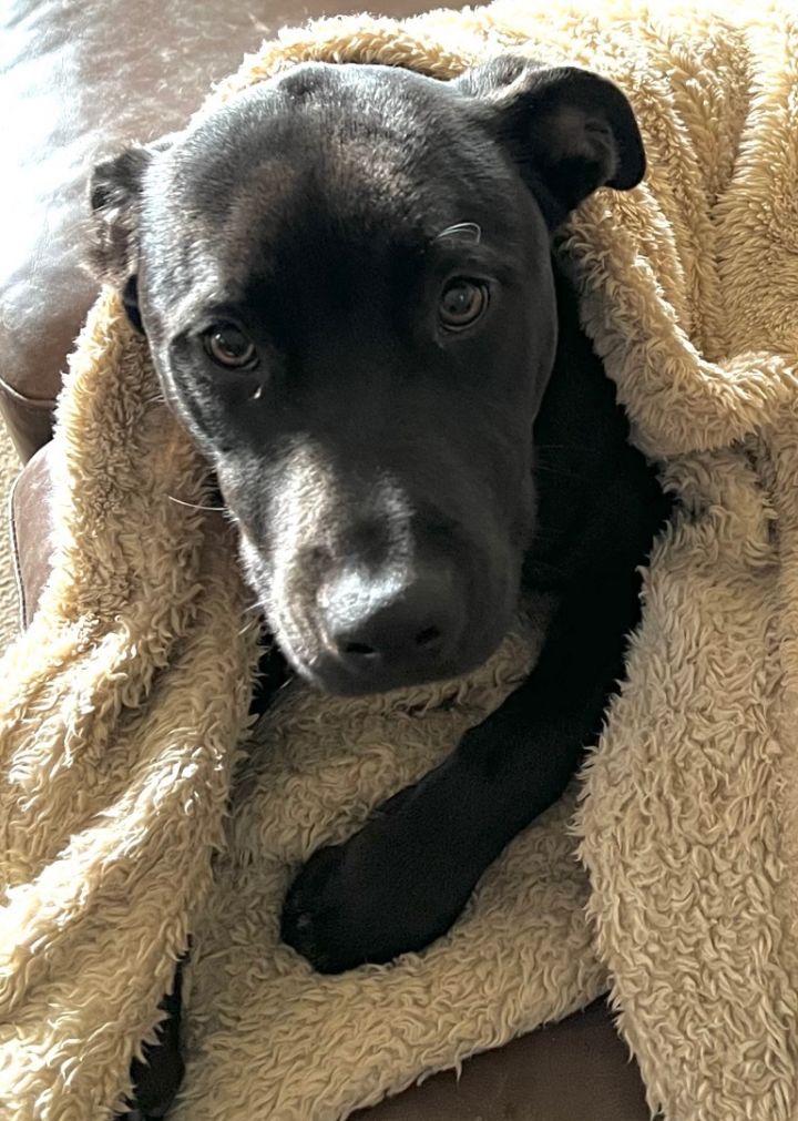 Ozzy, an adoptable Black Labrador Retriever Mix in Beaverton, OR_image-3