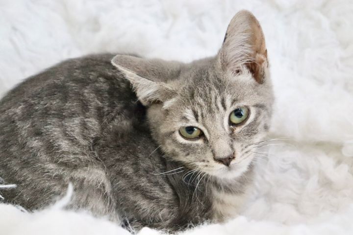 Flamingo, an adoptable Tabby Mix in Saint Augustine, FL_image-6