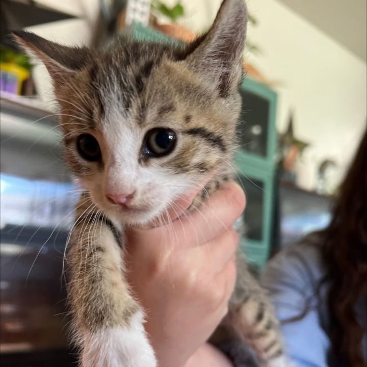 Cat for adoption Linguine a Domestic Short Hair in Hollister
