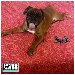 Sophie 2023-1 Boxer Dog