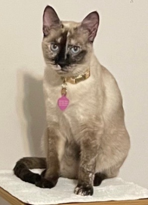 Angel, an adoptable Tonkinese, Siamese in Victoria, TX, 77905 | Photo Image 4