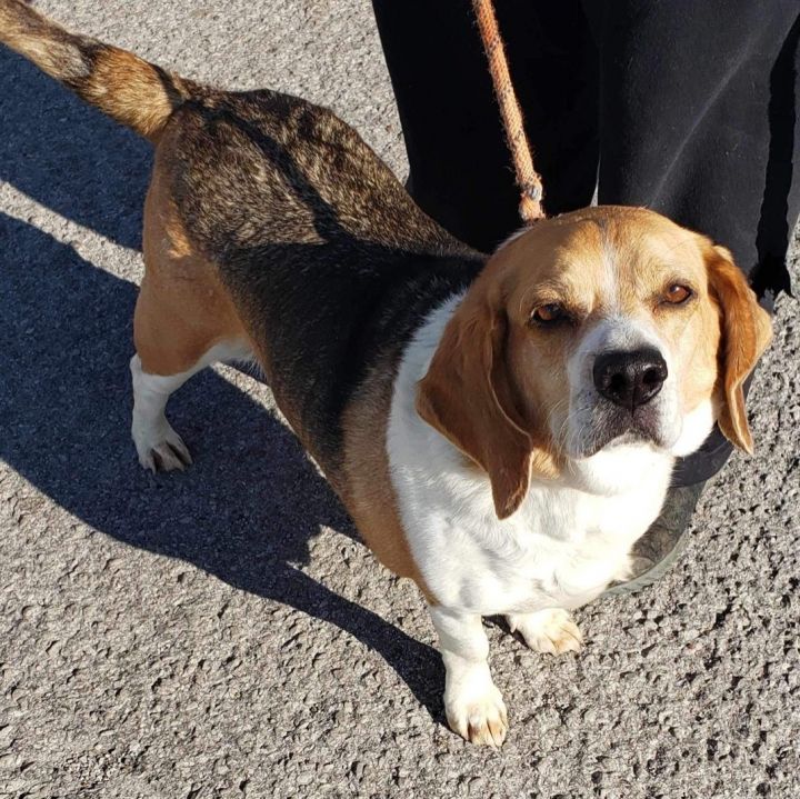 Beagle basset clearance hound mix