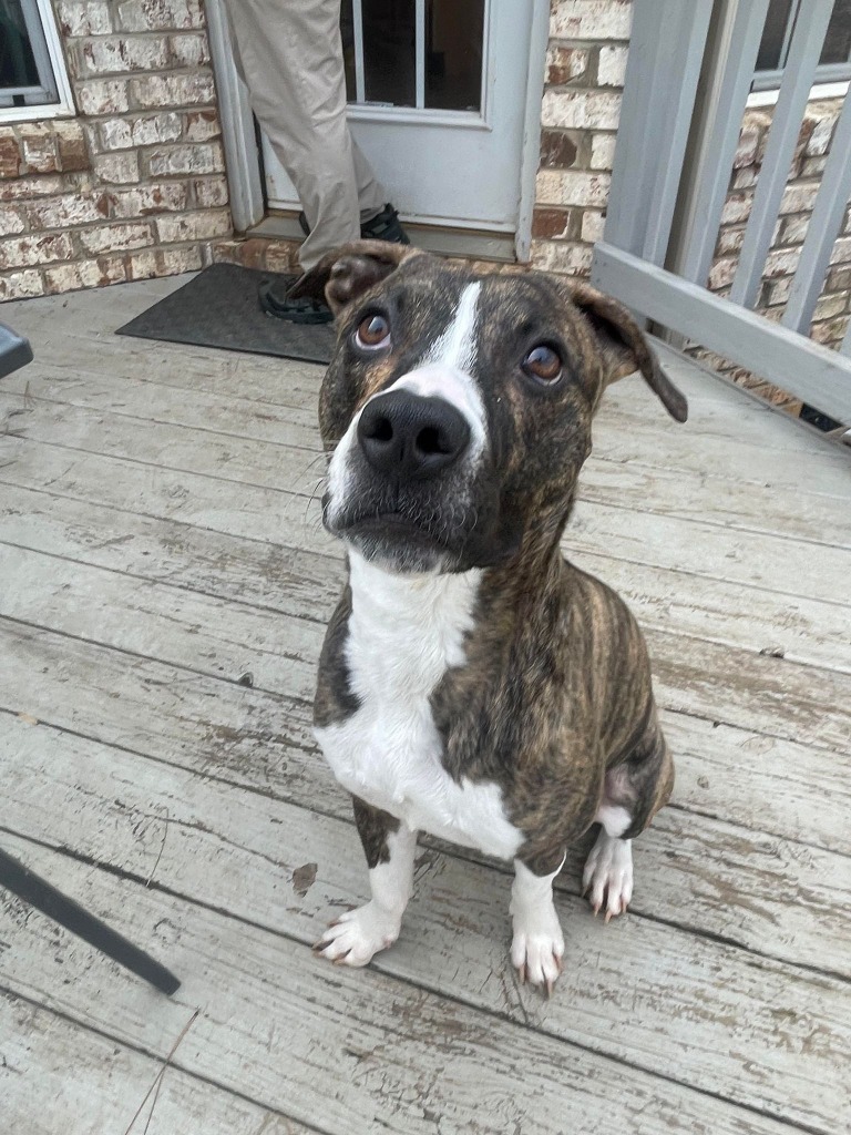 Holly, an adoptable Boxer, Whippet in Waxhaw, NC, 28173 | Photo Image 1