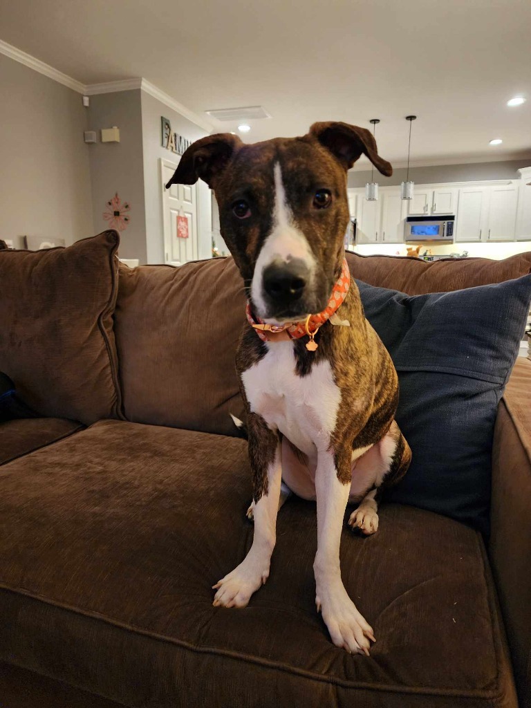 Holly, an adoptable Boxer, Whippet in Waxhaw, NC, 28173 | Photo Image 2