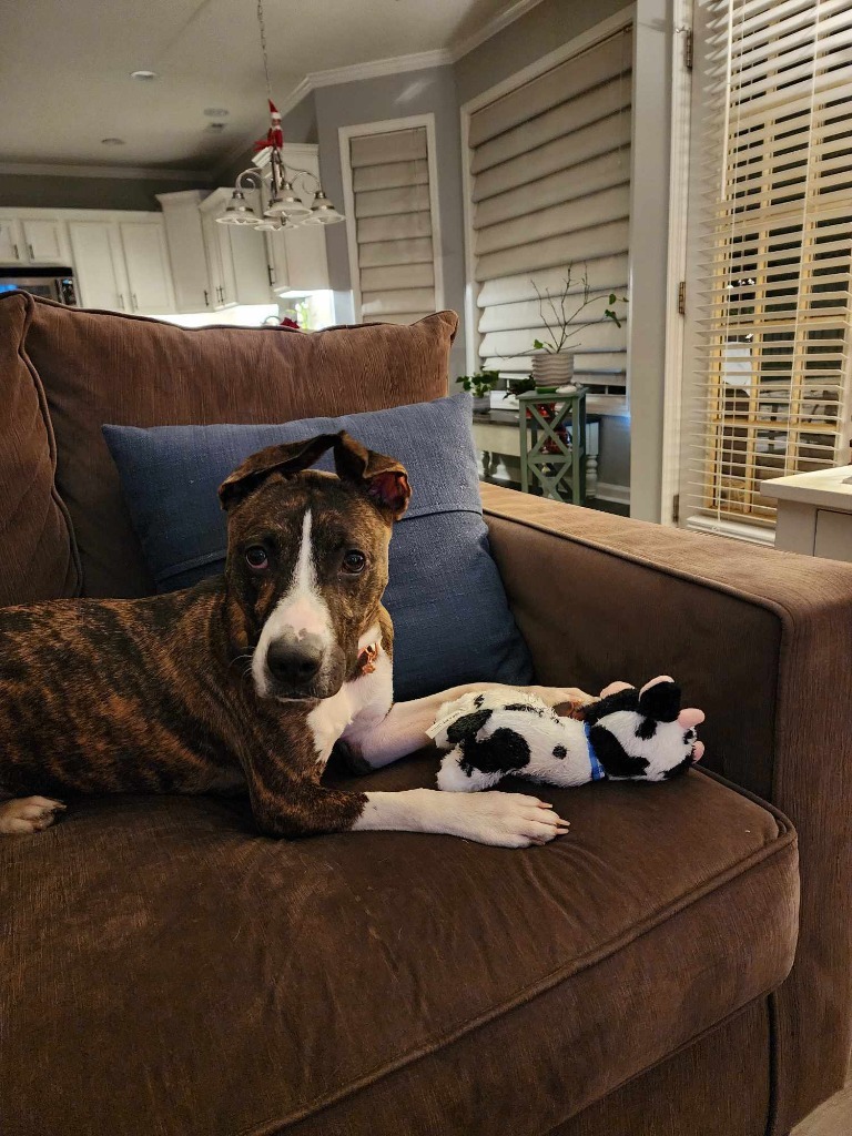 Holly, an adoptable Boxer, Whippet in Waxhaw, NC, 28173 | Photo Image 3