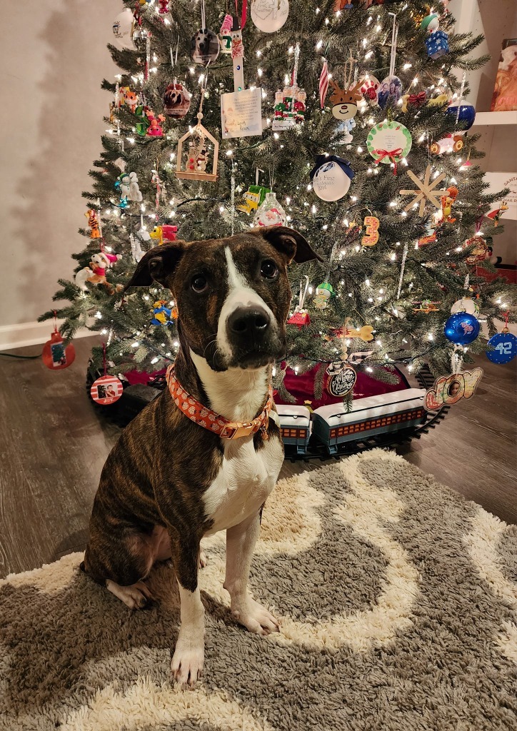 Holly, an adoptable Boxer, Whippet in Waxhaw, NC, 28173 | Photo Image 6