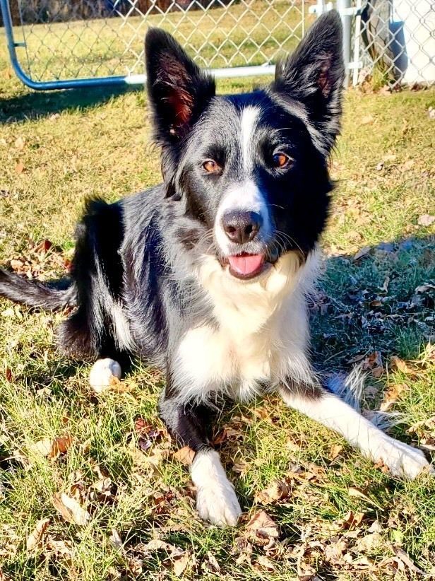 Quince, an adoptable Border Collie in St. Joseph, MN, 56374 | Photo Image 2