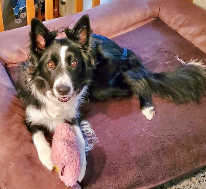 Quince, an adoptable Border Collie in St. Joseph, MN, 56374 | Photo Image 3