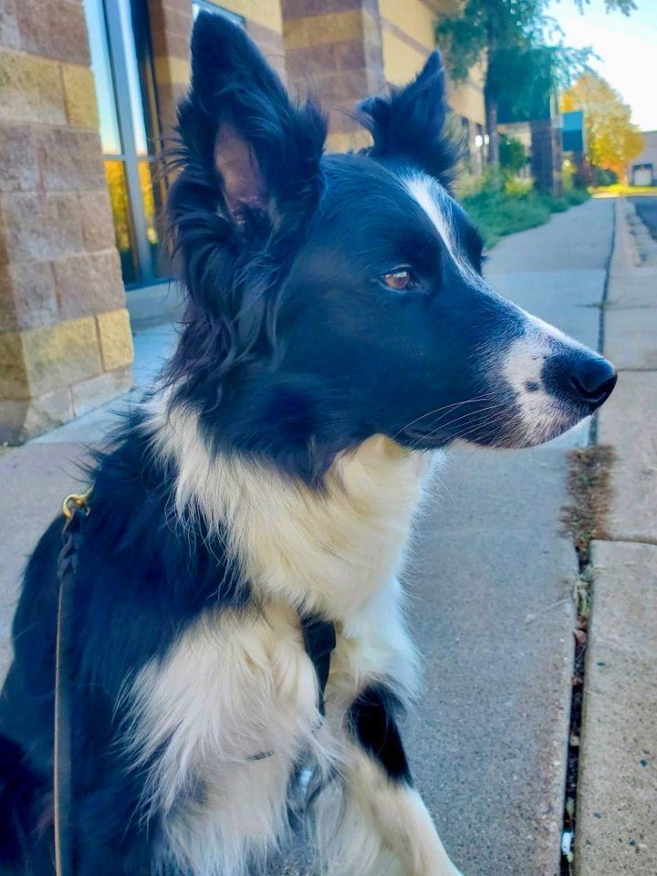 Quince, an adoptable Border Collie in St. Joseph, MN, 56374 | Photo Image 4
