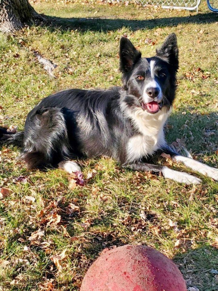 Quince, an adoptable Border Collie in St. Joseph, MN, 56374 | Photo Image 5