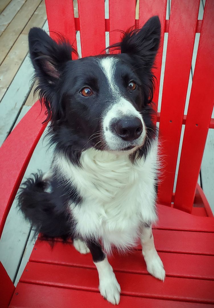 Quince, an adoptable Border Collie in St. Joseph, MN, 56374 | Photo Image 1