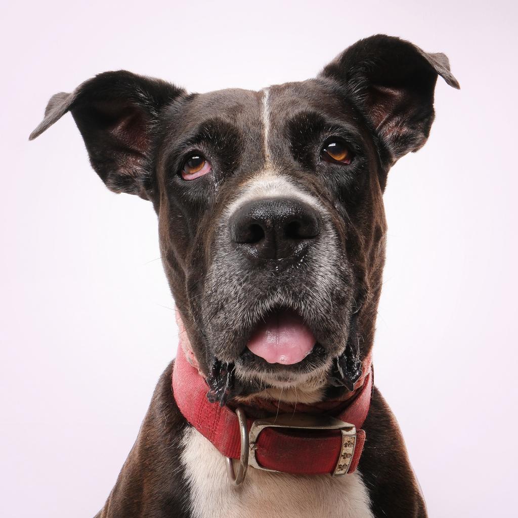 Fiorela, an adoptable Mixed Breed, American Staffordshire Terrier in Guaynabo, PR, 00969 | Photo Image 1