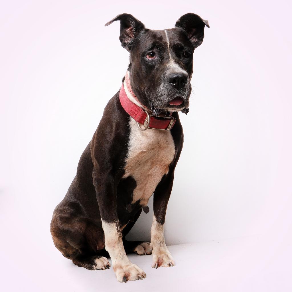 Fiorela, an adoptable Mixed Breed, American Staffordshire Terrier in Guaynabo, PR, 00969 | Photo Image 2