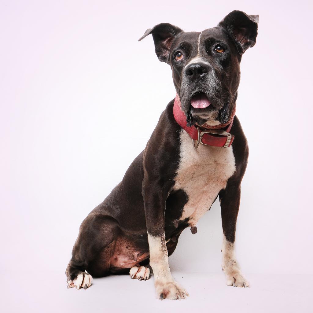 Fiorela, an adoptable Mixed Breed, American Staffordshire Terrier in Guaynabo, PR, 00969 | Photo Image 3