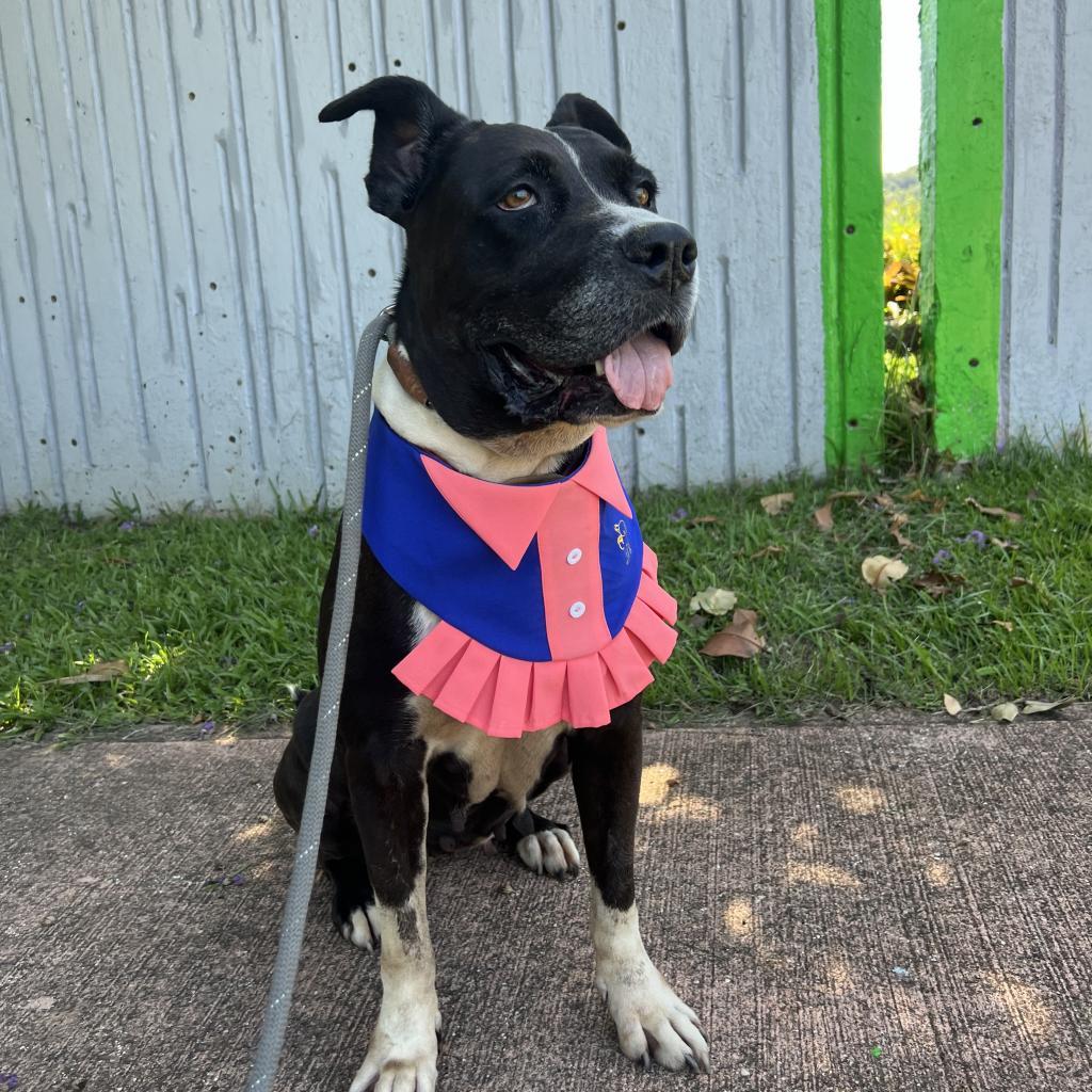 Fiorela, an adoptable Mixed Breed, American Staffordshire Terrier in Guaynabo, PR, 00969 | Photo Image 4