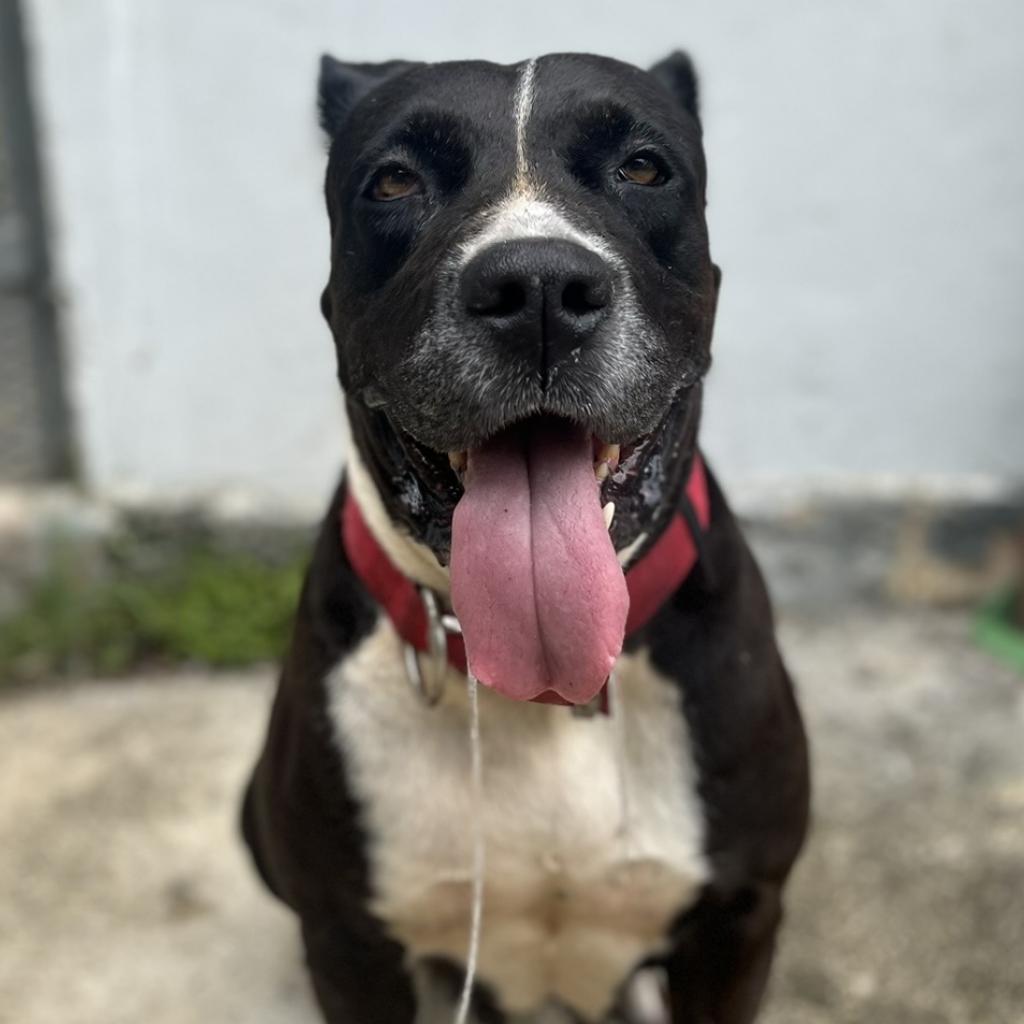 Fiorela, an adoptable Mixed Breed, American Staffordshire Terrier in Guaynabo, PR, 00969 | Photo Image 5