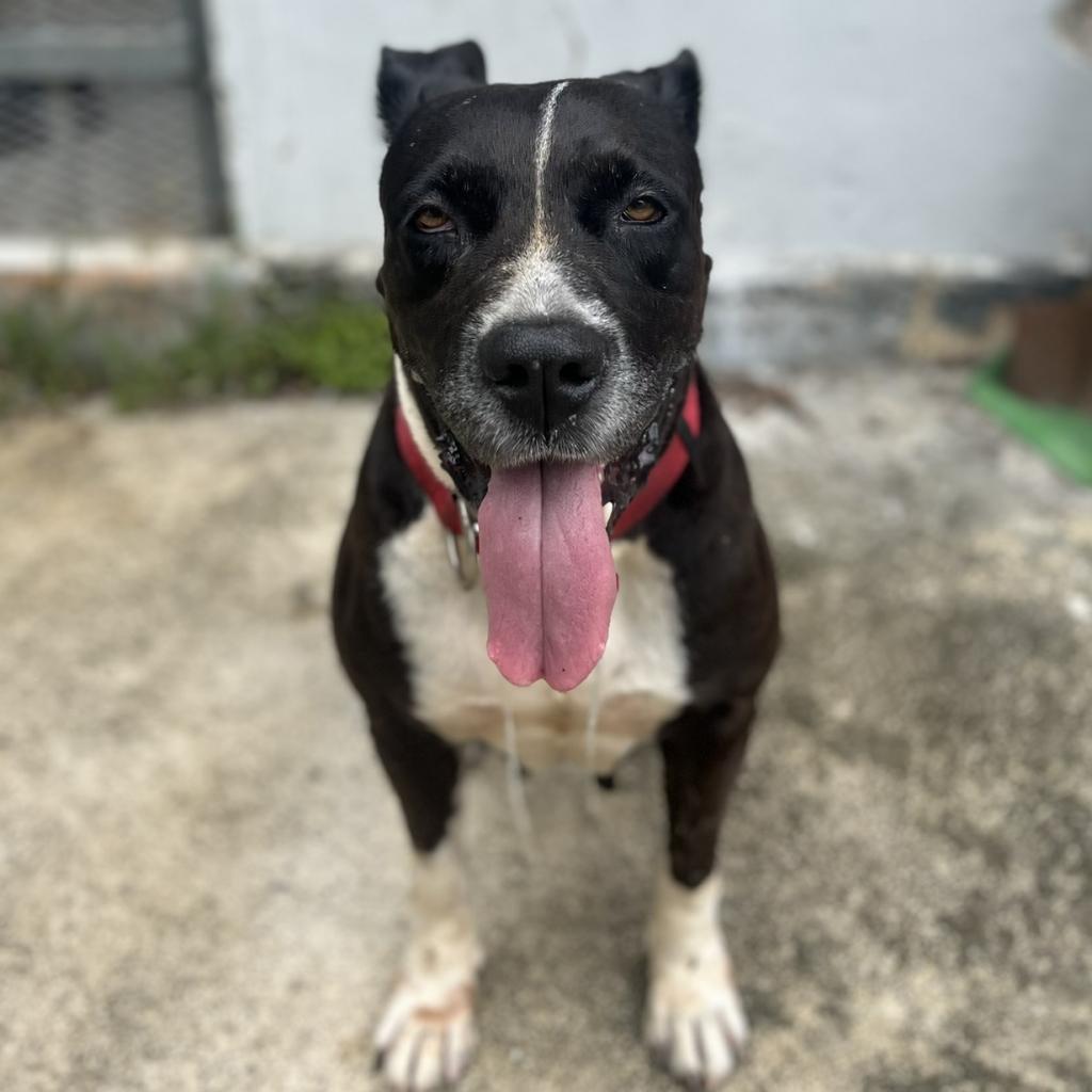 Fiorela, an adoptable Mixed Breed, American Staffordshire Terrier in Guaynabo, PR, 00969 | Photo Image 6