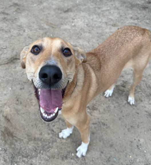 Rosie, an adoptable Saluki, Labrador Retriever in Rockville, MD, 20850 | Photo Image 3