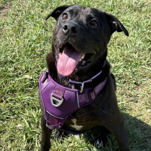 Jet black outlet pitbull puppies