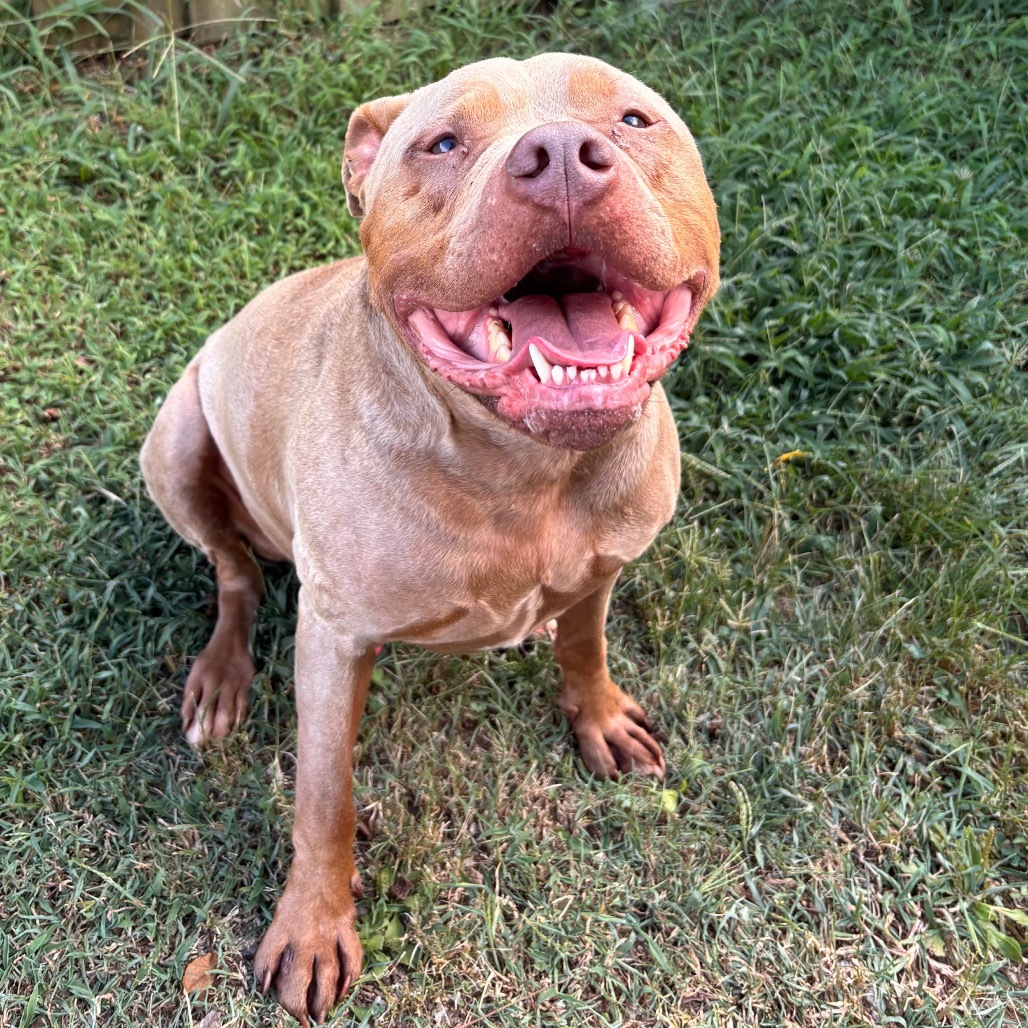 Capone, an adoptable Pit Bull Terrier in Mount Juliet, TN, 37122 | Photo Image 1