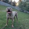 Capone photo 2