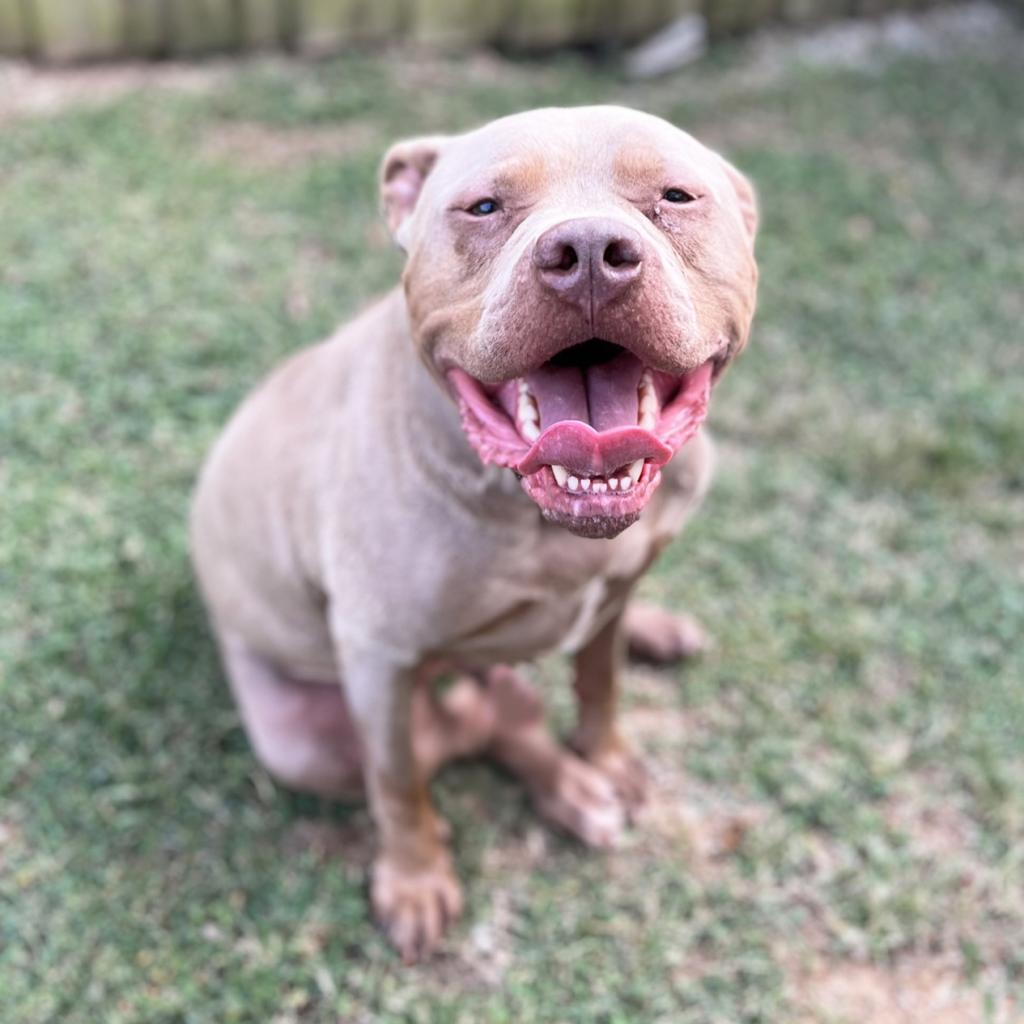Capone, an adoptable Pit Bull Terrier in Mount Juliet, TN, 37122 | Photo Image 2