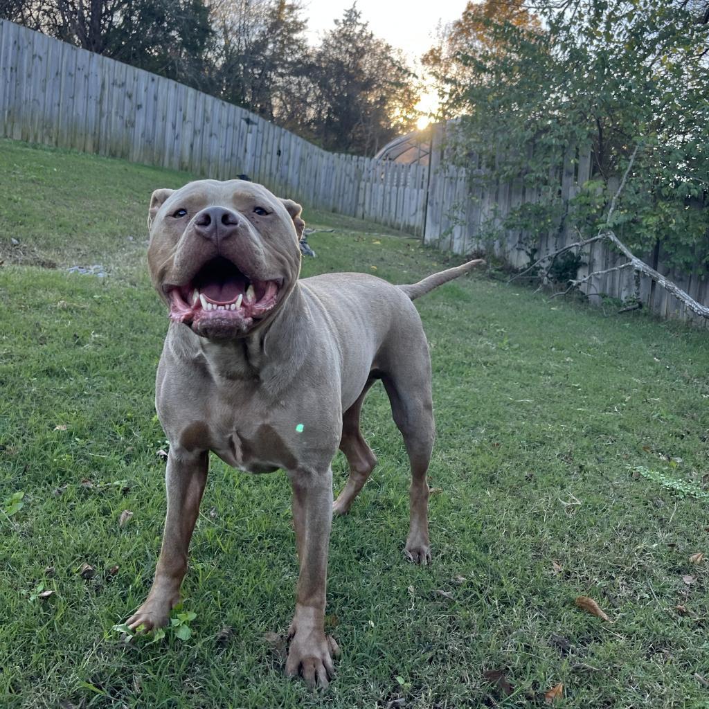 Capone, an adoptable Pit Bull Terrier in Mount Juliet, TN, 37122 | Photo Image 3