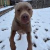 Capone photo 4
