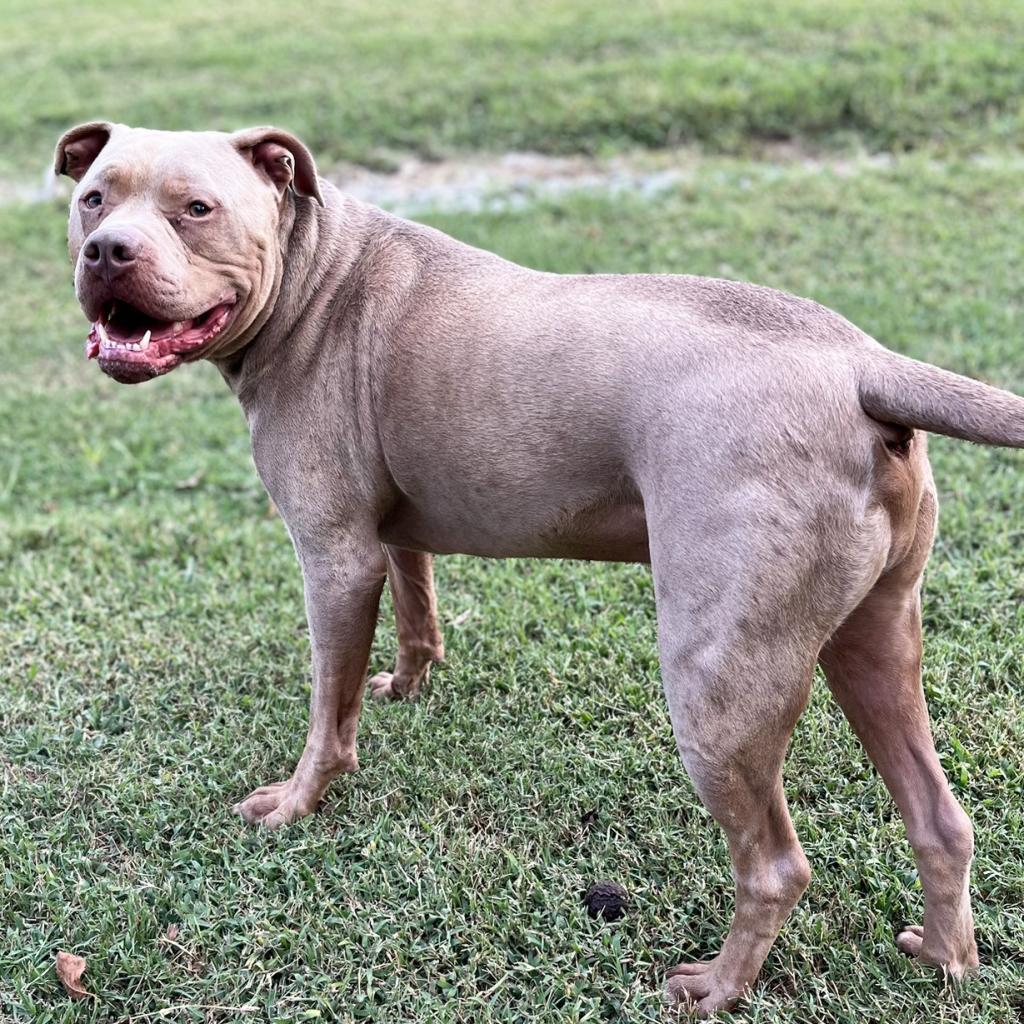 Capone, an adoptable Pit Bull Terrier in Mount Juliet, TN, 37122 | Photo Image 4