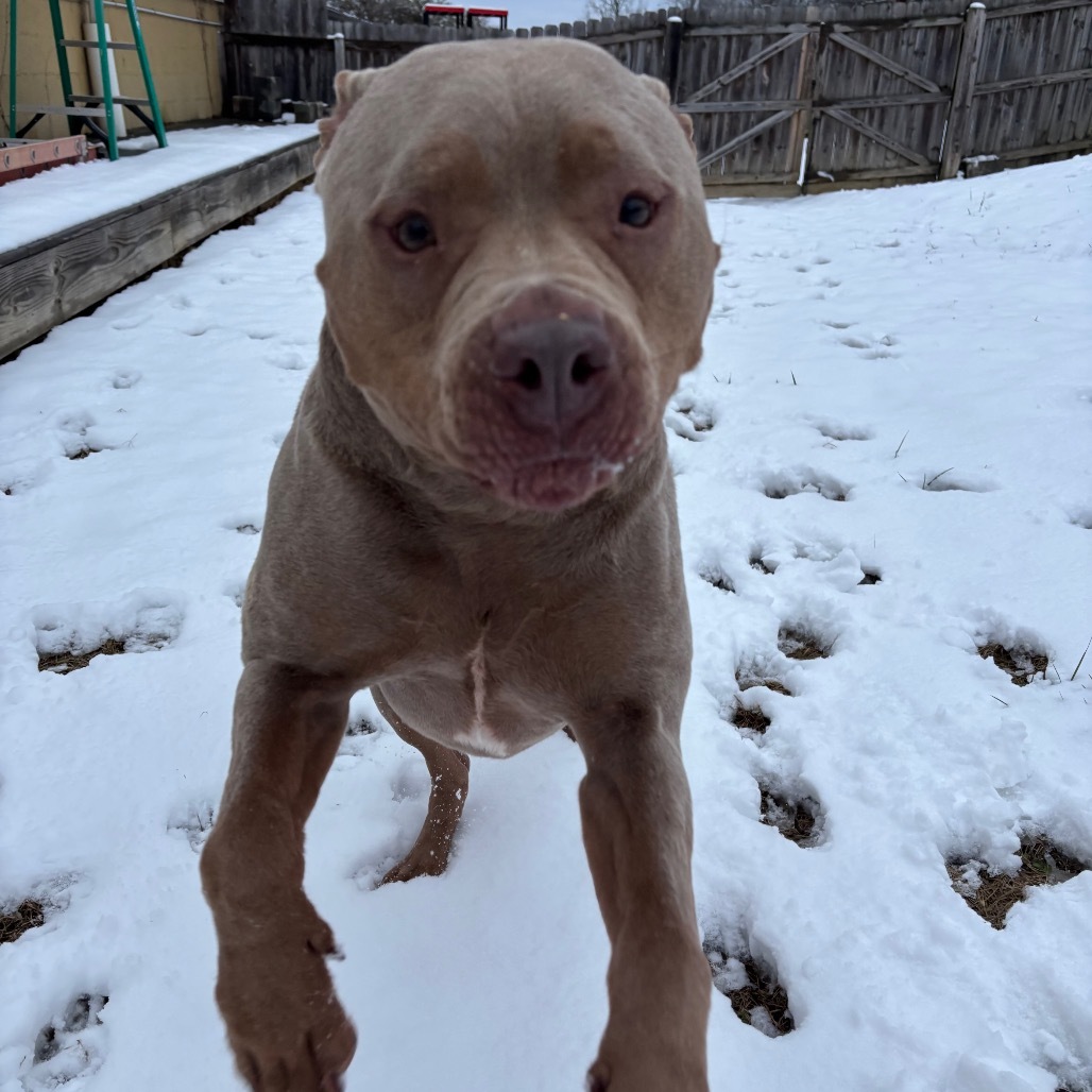 Capone, an adoptable Pit Bull Terrier in Mount Juliet, TN, 37122 | Photo Image 5