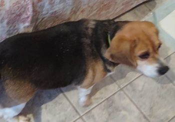 Trixie, an adopted Beagle in West Decatur, PA_image-3